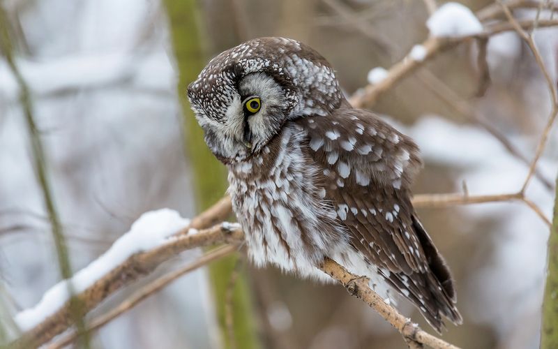 сова, сыч, сыч мохноногий, дикая природа, птица, орнитология, хищная птица Мохноногий сыч.photo preview