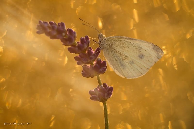macro nature butterfly First Ray of Sun IIphoto preview