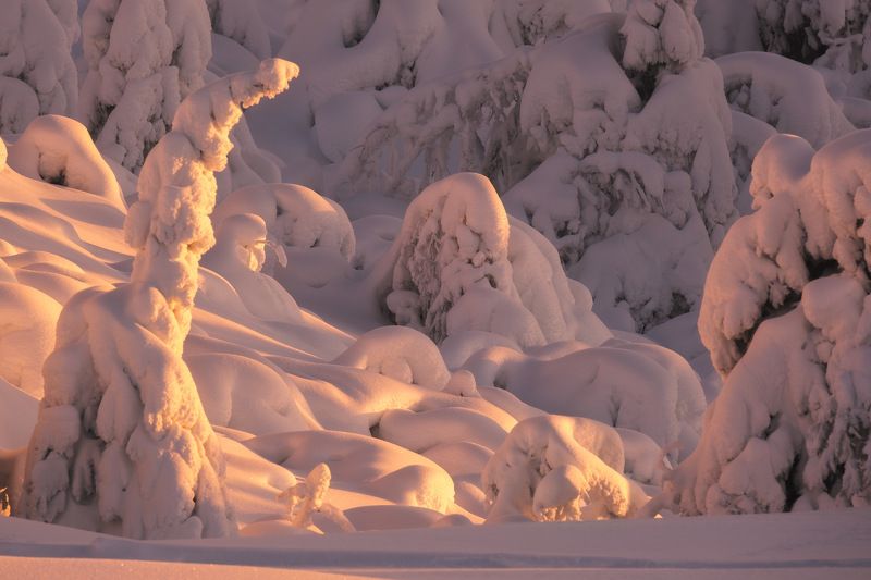 россия, кольский полуостров, мурманская область, кандалакша, природа, пейзаж, зима, горы, сопка, снег, рассвет, лесотундра, белое море, заполярье Зефир из Кандалакши фото превью