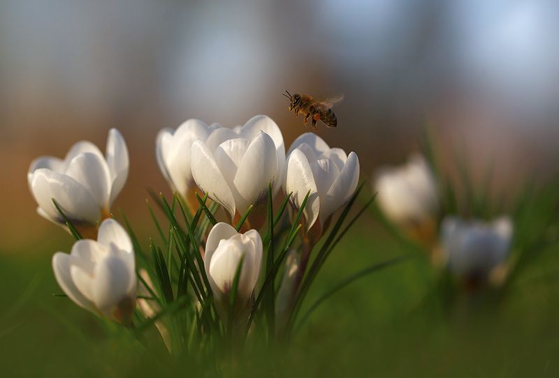 Парк,весна,цветы. Первые крокусы и пчелки.photo preview