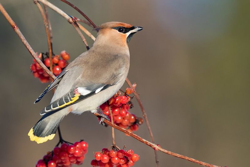 Свиристельphoto preview