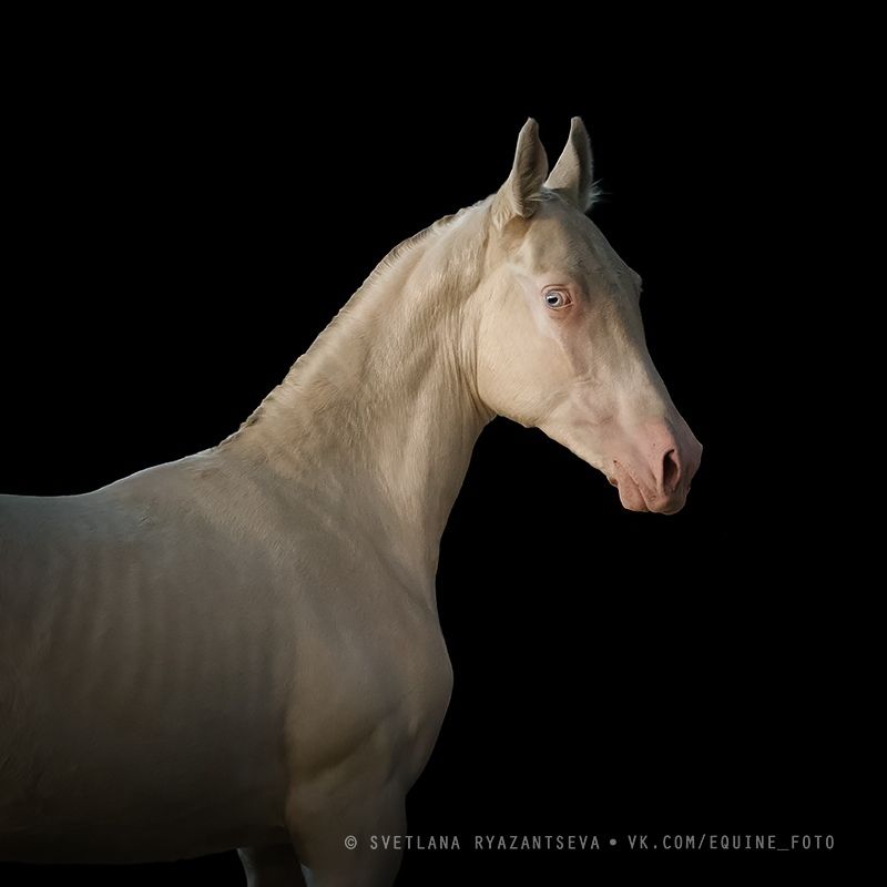 horse, лошадь, лошади, portrait Амиданаяphoto preview