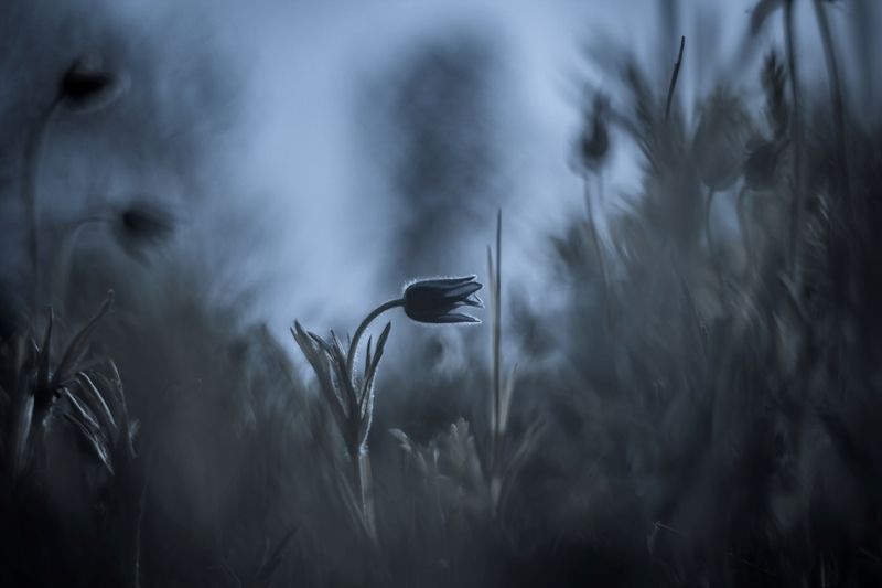 Даурская ночь...photo preview