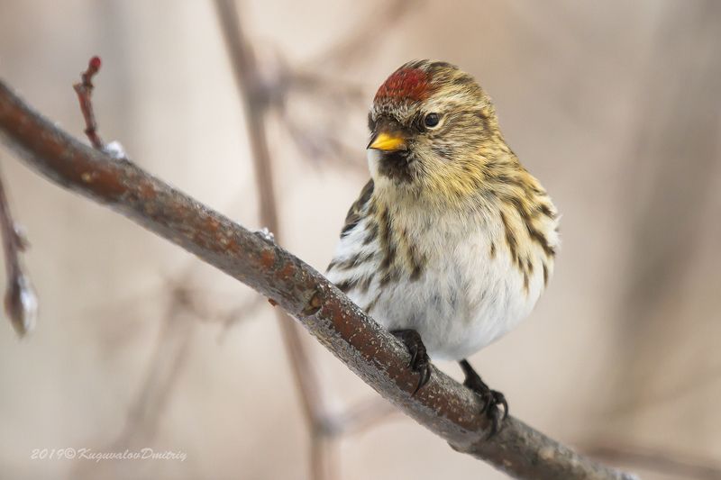 Чечёткаphoto preview