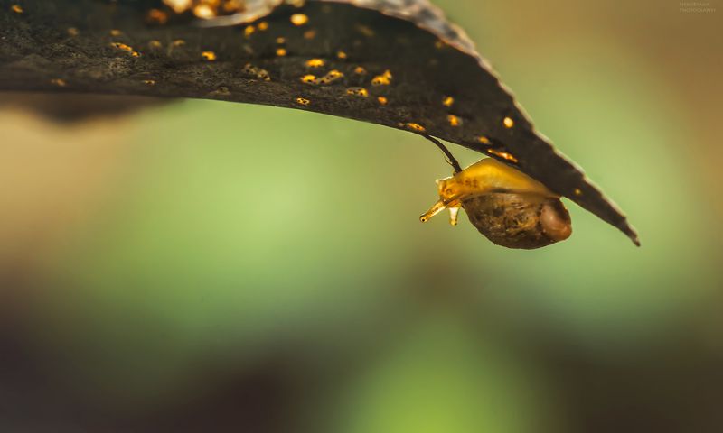макро, природа, осень, улитка, янтарка, macro, nature, autumn, snail, ***photo preview