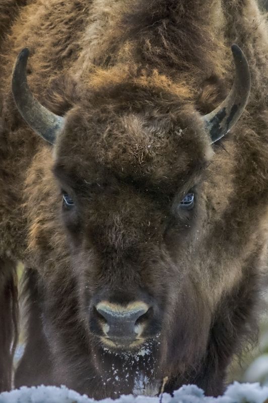 #buffalo, #animal, #winter, #cold,#white, #snow,#portrait,#wild,#wildlife,#bison in deep cold snow buffalophoto preview
