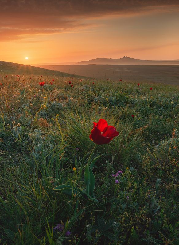 крым, мыс опук, кояшское озеро, керчь, керченский полуостров, тюльпаны шренка Жизнь Крымской Степиphoto preview
