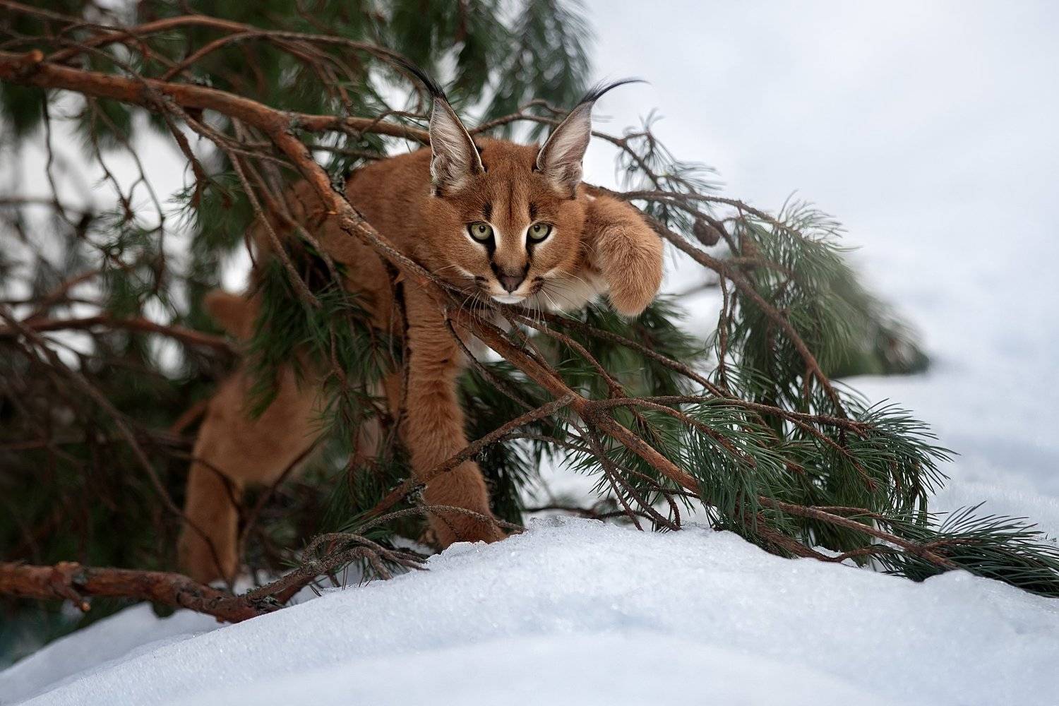 Котенок Каракала. Автор: Светлана Писарева , Светлана Писарева