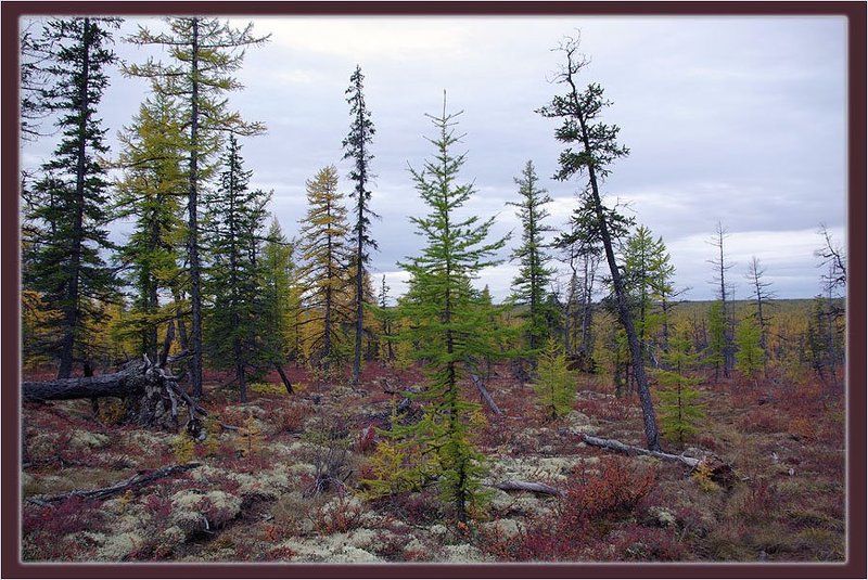 тайга,осень Северная осеньphoto preview