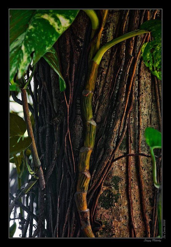 Дефинбахияphoto preview