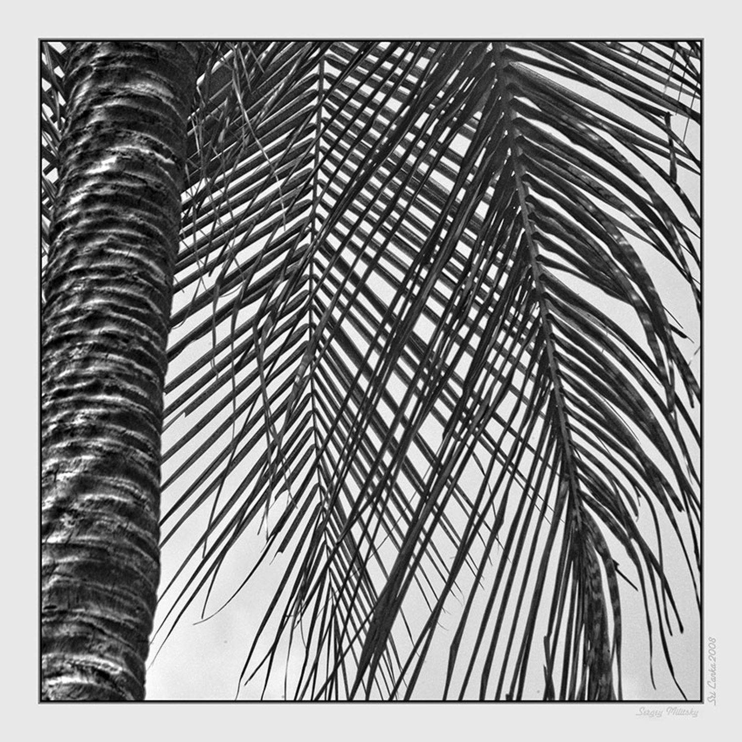 Пальма. Автор: Сергей Милицкий , Сергей Милицкий