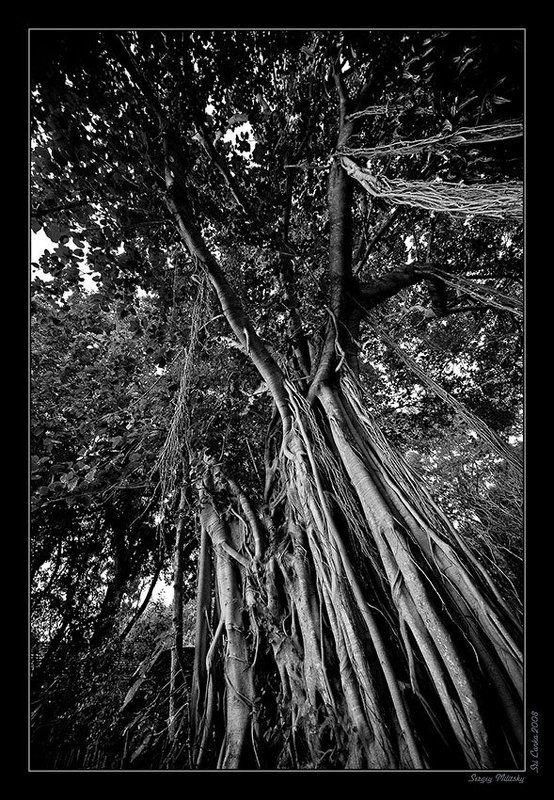 Фикусphoto preview