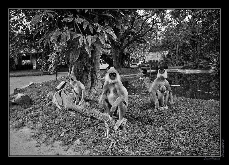 сигирия Предшественникиphoto preview