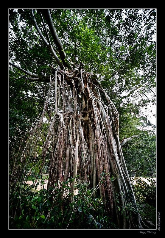 Фикус - 2photo preview