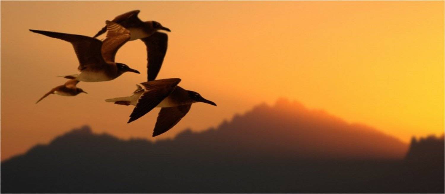 Вслед за ускользающим солнцем. Автор: Байдалов Павел птицы, чайки, Байдалов Павел