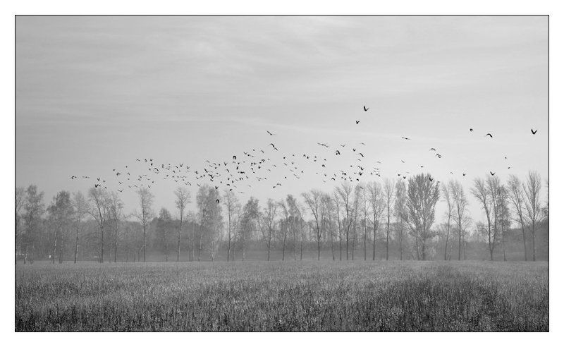 осень, поле, птицы, дымка, деревья Осень пришла, грачи улЯтели..photo preview