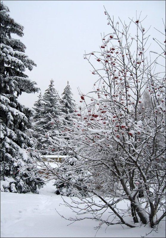 зима Почти черно-белая зимаphoto preview