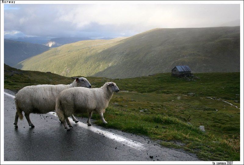 норвегия Местные жителиphoto preview