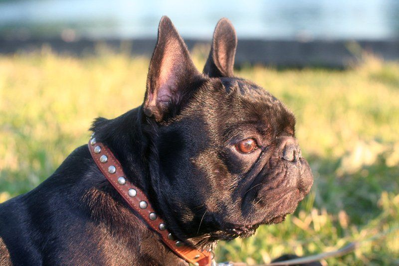 ярош, француз, задумчивость Гордыняphoto preview