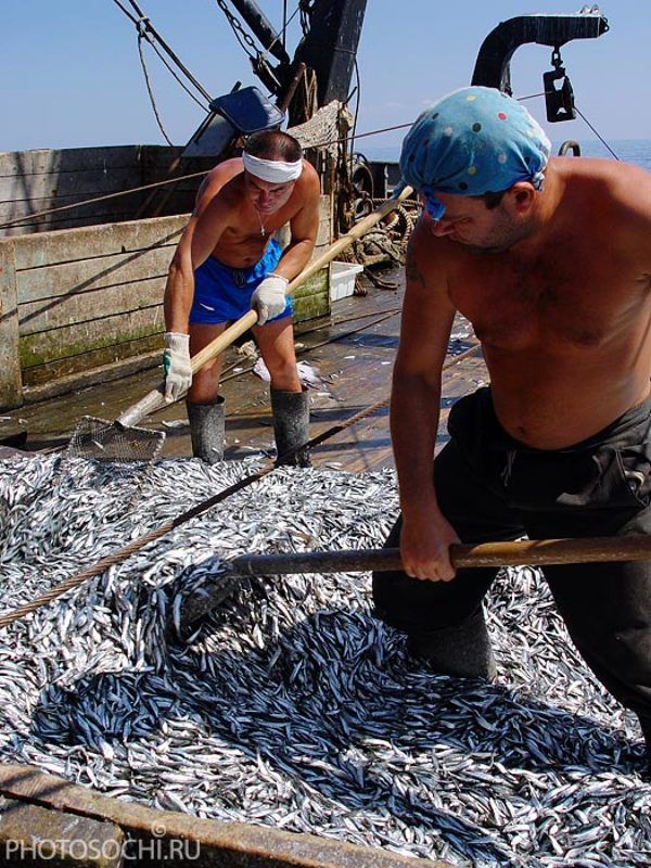 путина, рыбаки, рыба путинаphoto preview