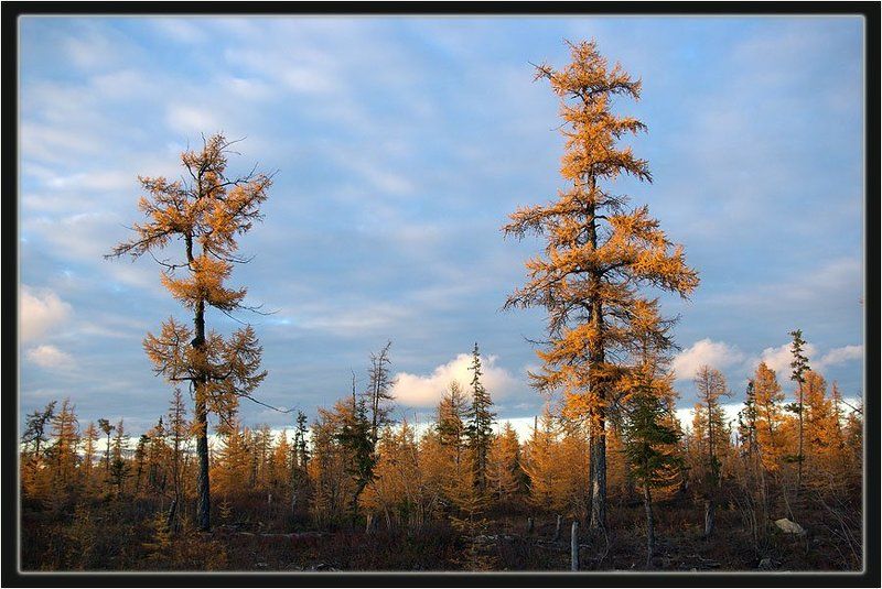 тайга,осень Осенний мотивphoto preview