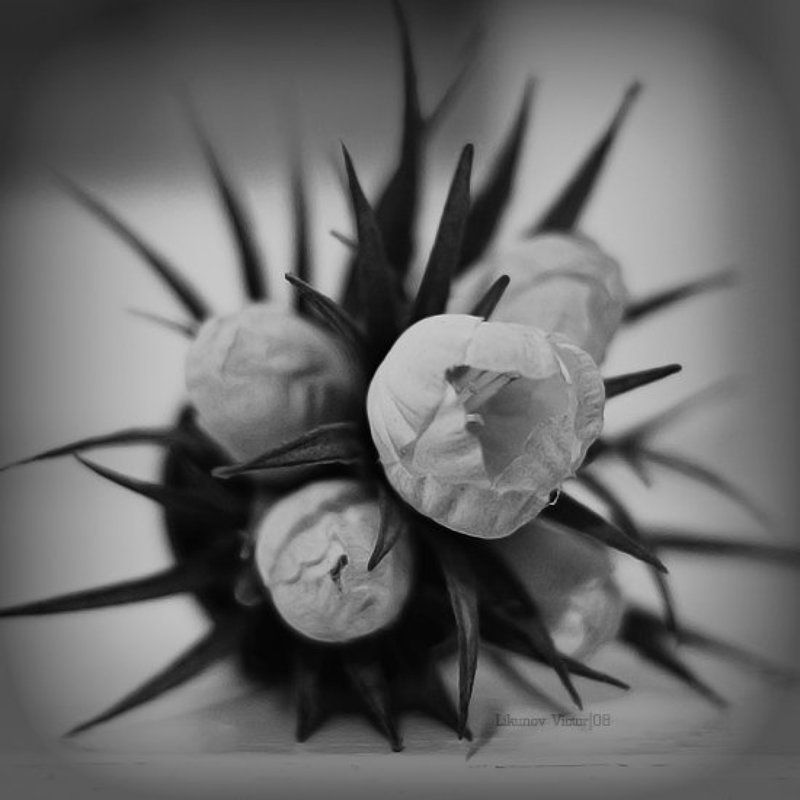 цветок, колючка, чб, arhy Pricklephoto preview