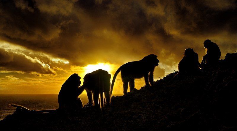 обезьяны,бали,закат Monkey\'s  sunsetphoto preview