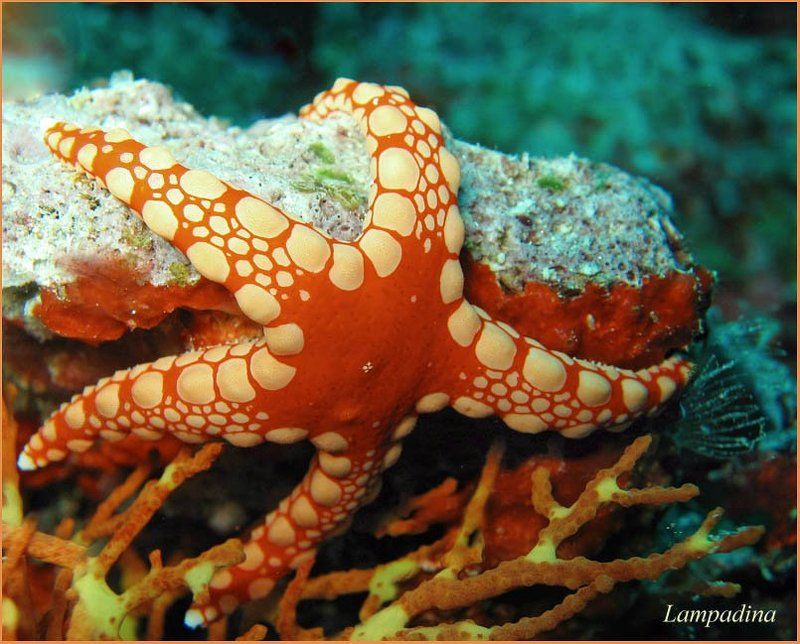 морская звезда Звездные объятьяphoto preview