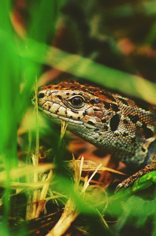 кросс советское фото photo preview