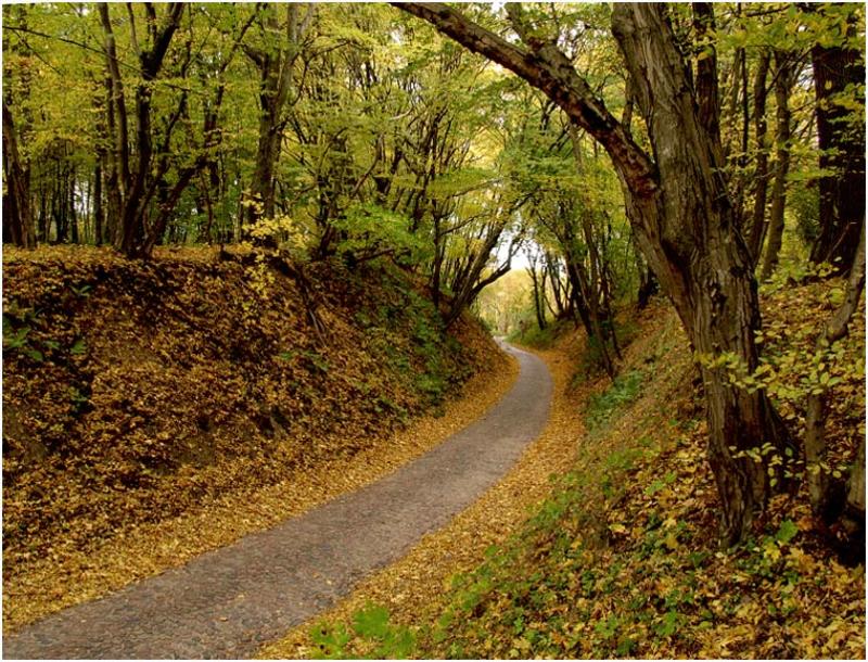 осень, дорога, старая Дорога к замку Бальга в Калининградской обл.photo preview