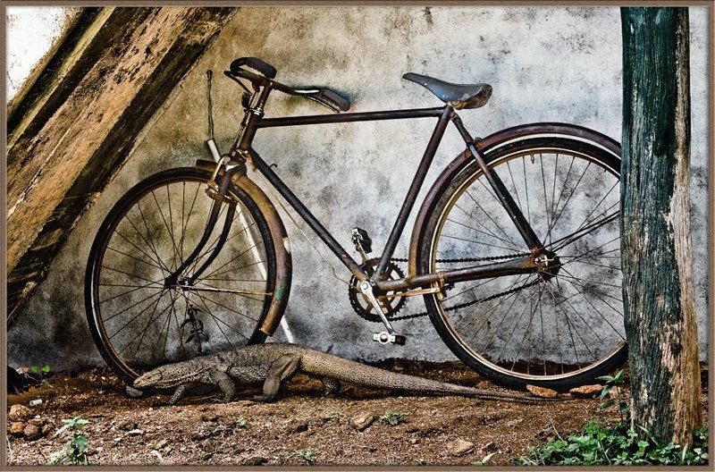 Из жизни велосипедовphoto preview