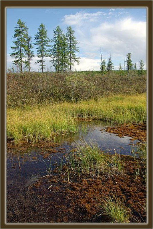 топь,тайга Топьphoto preview