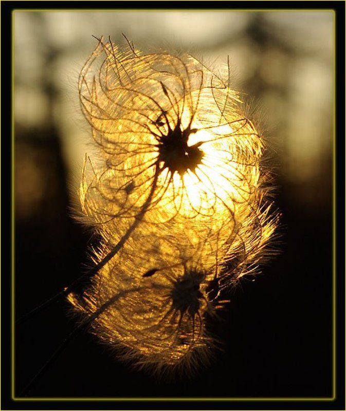 пушинка Таёжный фонарик 2photo preview