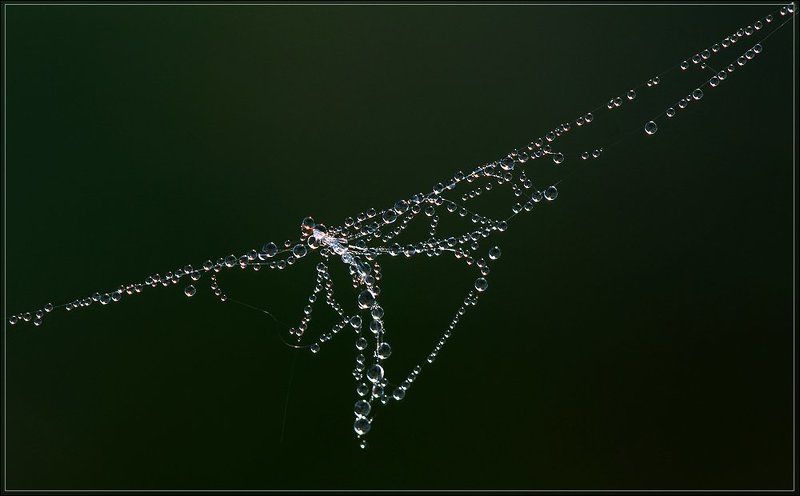 утро, роса, паутинка, пушинка Даже не знаю, как это назвать...photo preview