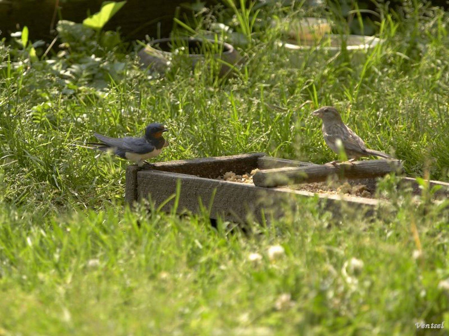 ***. Автор: Венцель Александр , Венцель Александр
