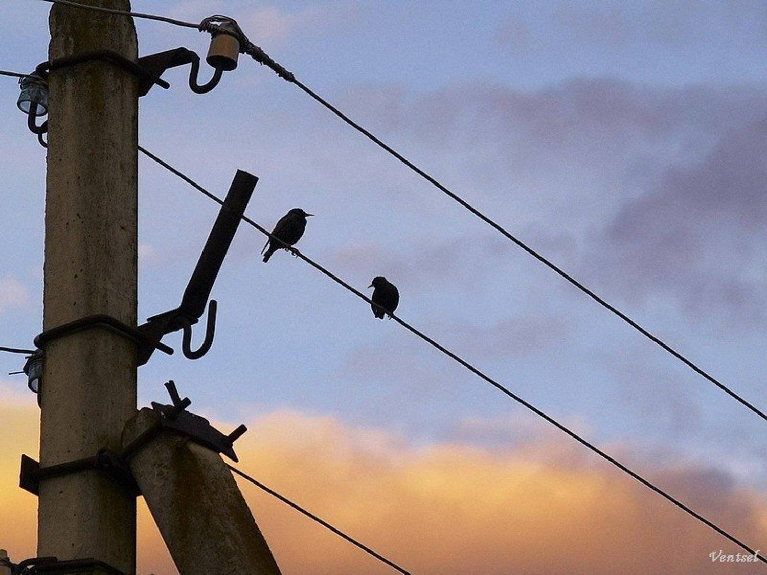 ***. Автор: Венцель Александр , Венцель Александр