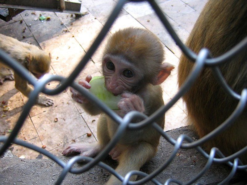 сухуми, обезьянник, абхазия, обезьянка После войныphoto preview