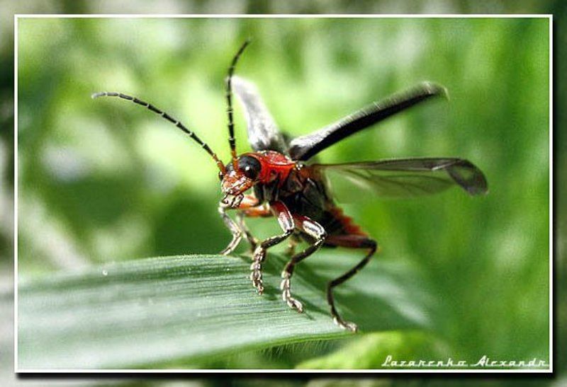 От Винта!!!photo preview