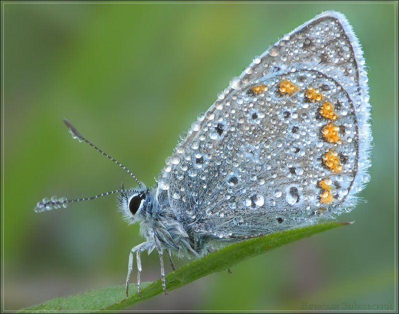 утро, роса, голубянка Утренняяphoto preview