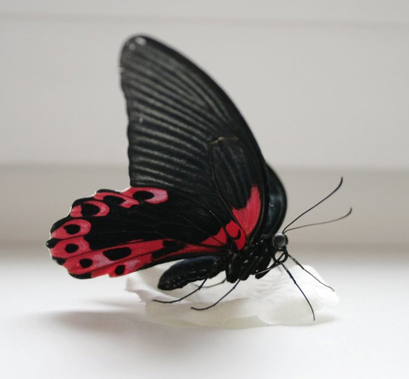 филиппинская бабочка Филиппинская красавицаphoto preview