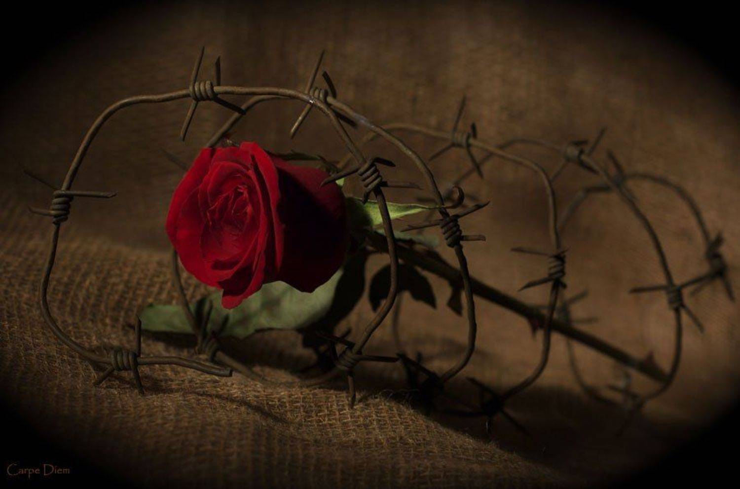 роза, шипы, колючая проволока, конфликт, Carpe Diem