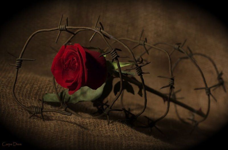 роза, шипы, колючая проволока, конфликт Шипыphoto preview
