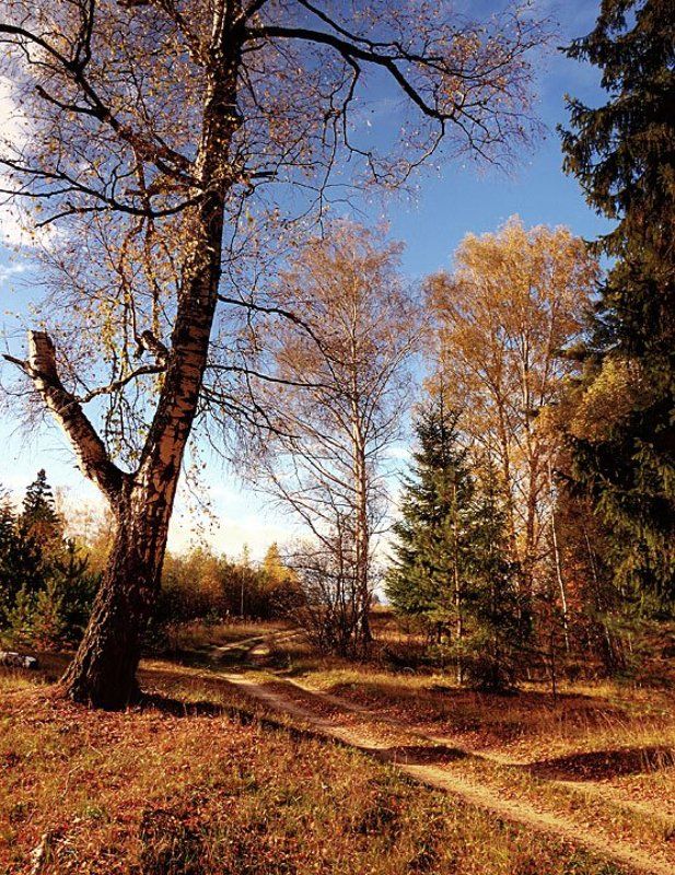 осенние зарисовкиphoto preview