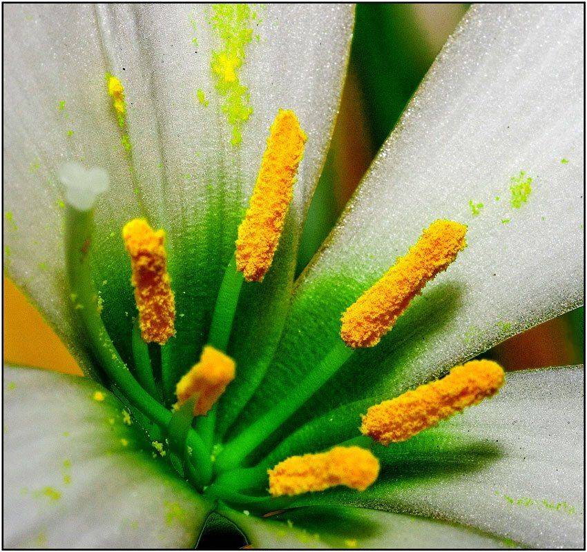 цветок,тычинки,макро, Качурин Алексей