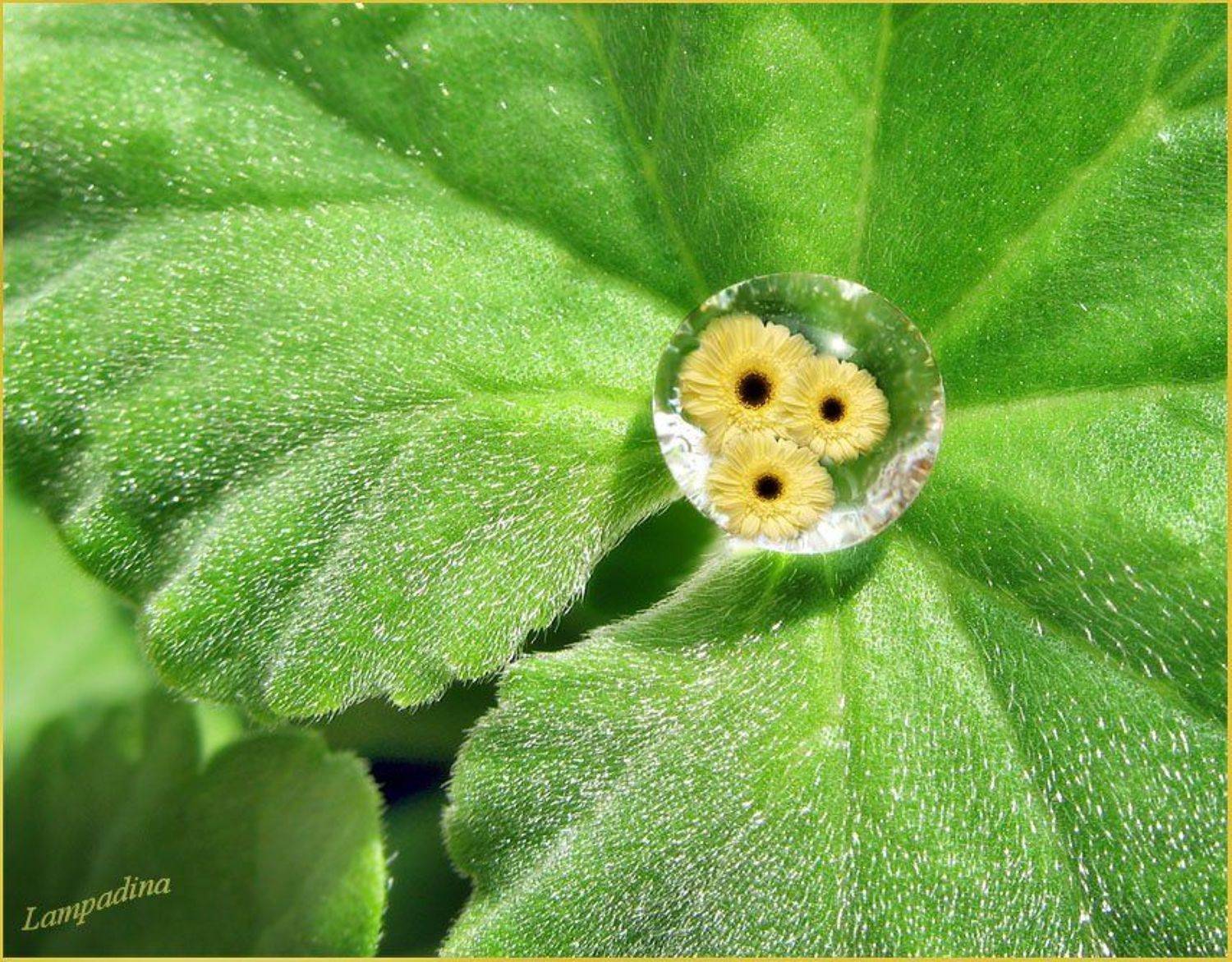 герань, капля, отражения, герберы, lampadina