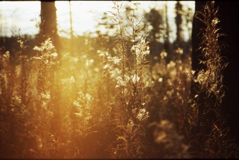 in search of sunrisephoto preview