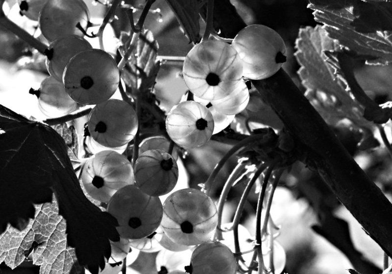 черно-белая смородинаphoto preview