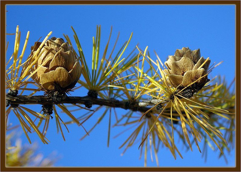лиственница Осенний этюдphoto preview