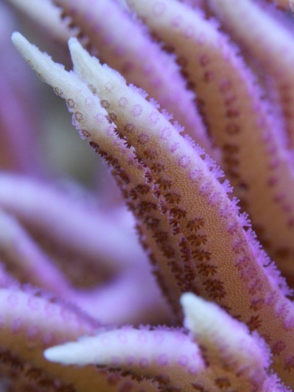 Праздник розовогоphoto preview