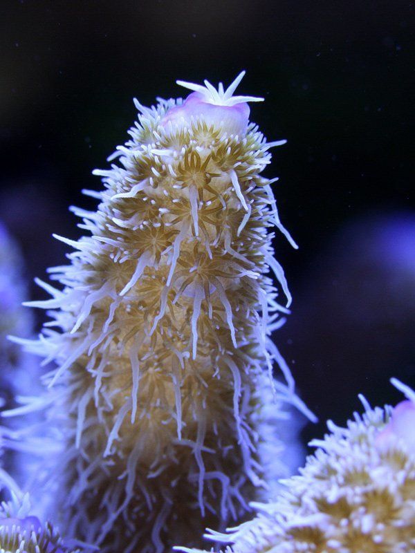 Acropora Sp.photo preview